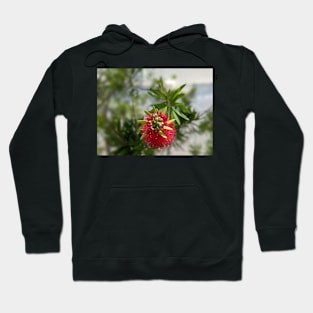 Red and Green Florida Flower 1 Hoodie